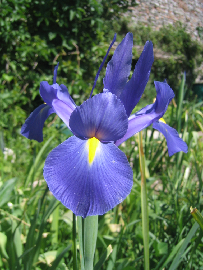 Fiori vari - coltivati e non